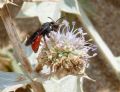 Sphecodes albilabris rubripes